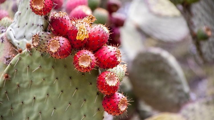 Qué cactus da frutos comestibles: Guía completa para jardineros