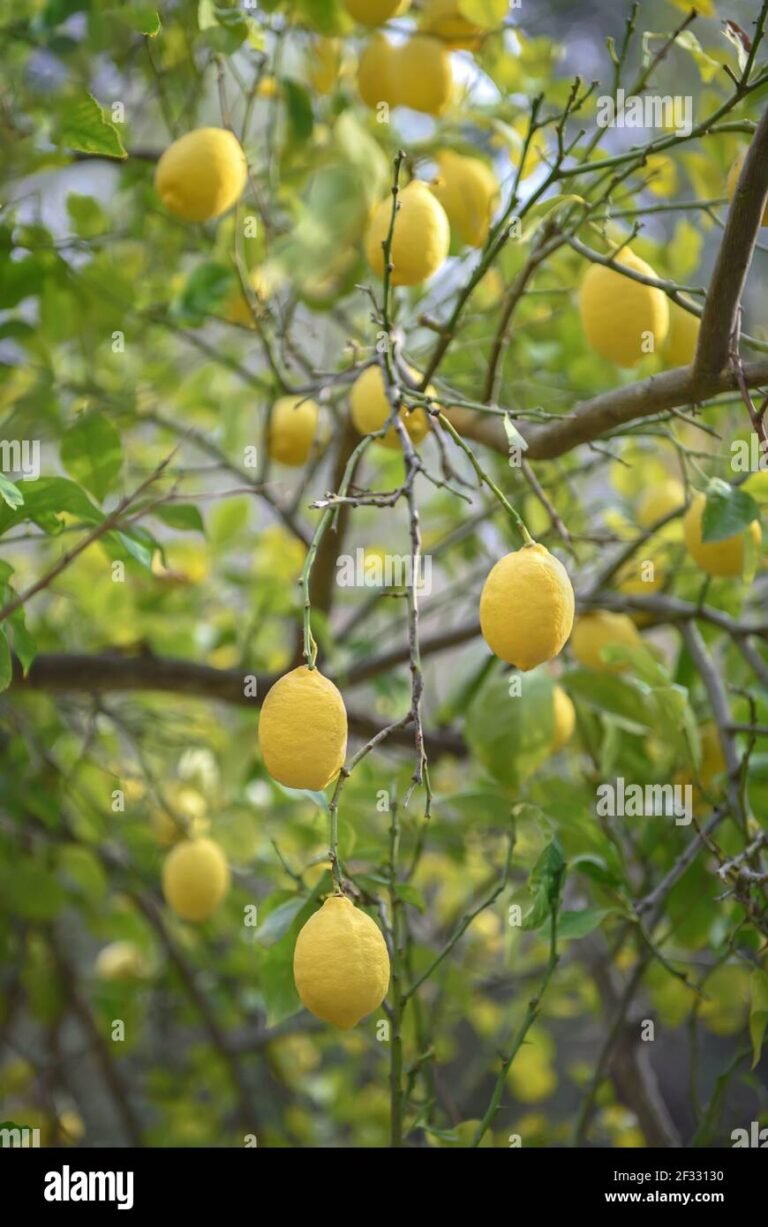 Cómo debe cuidar un limonero 4 estaciones