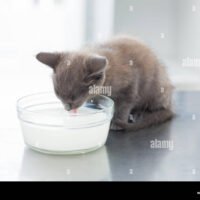 gatito-bebiendo-leche-de-un-tazon