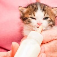 gatitos-recien-nacidos-alimentandose-de-biberon