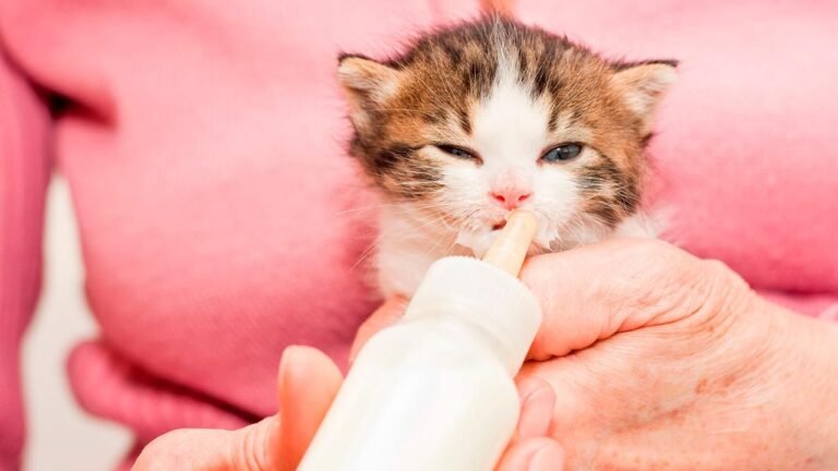 Qué comen los gatos recién nacidos: guía esencial