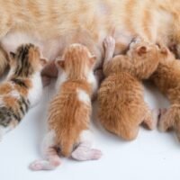 gatitos-recien-nacidos-tomando-leche-materna