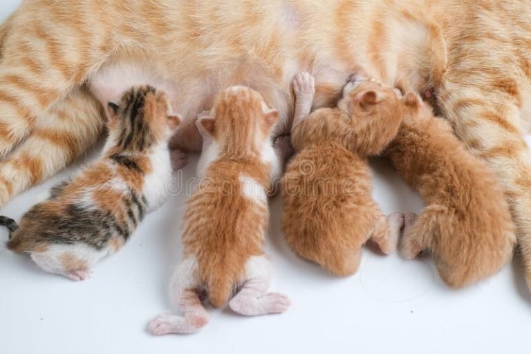 Qué tipo de leche es adecuada para los gatitos recién nacidos