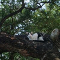 gato-blanco-y-negro-perdido-en-bosque