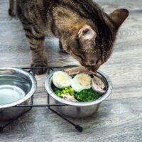 gato-comiendo-una-comida-casera-saludable