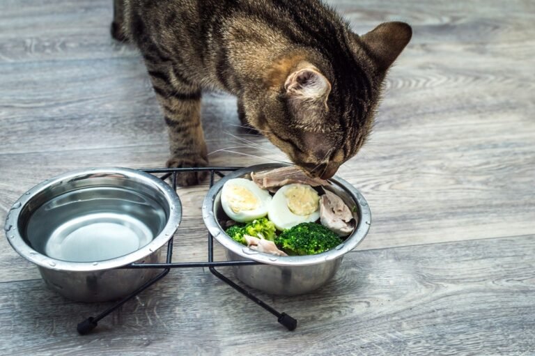 Cómo preparar comida casera y económica para gatos