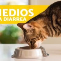 gato-con-medicamento-para-la-diarrea