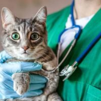 gato-siendo-esterilizado-por-veterinario-profesional