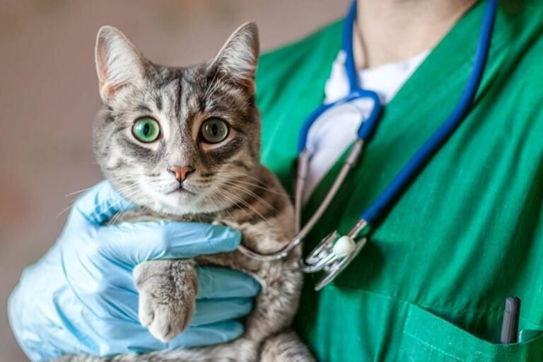 A qué edad se pueden esterilizar los gatos: Guía esencial