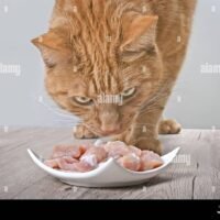 gato-tabby-mirando-curioso-al-plato-de-carne-fresca-en-la-mesa-2pyb21h