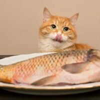 gatos-pescado-1200×675