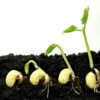 germinacion-semillas