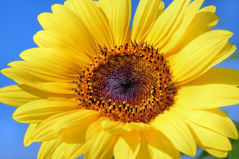 Girasol eterno: descubre la flor que siempre mira al sol