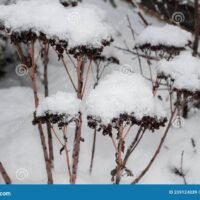 gotas-marchitas-en-un-jardin-nevado-invierno-las-flores-marrones-secas-de-plantas-sedum-una-manana-cubiertas-nieve-209124039
