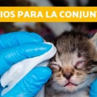 gotas-oftalmicas-recomendadas-por-veterinarios-para-gatos