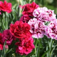guia-completa-aprende-como-cultivar-claveles-en-macetas-y-decora-tu-hogar-con-estas-hermosas-flores