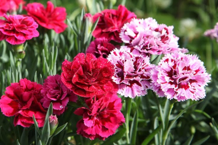 Guía completa: Aprende cómo cultivar claveles en macetas y decora tu hogar con estas hermosas flores