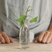 Guía completa: Cómo hacer un esqueje en agua para multiplicar tus plantas