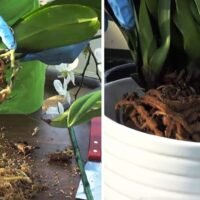 guia-completa-como-plantar-orquideas-en-la-tierra-paso-a-paso