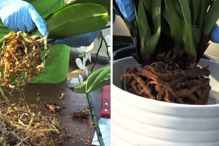 Guía completa: Cómo plantar orquídeas en la tierra paso a paso