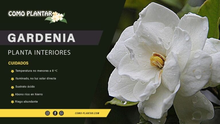 Guía completa: Cómo plantar y cuidar una gardenia en tu jardín