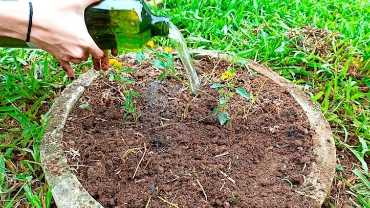 Guía completa: Cómo propagar las lantanas en tu jardín