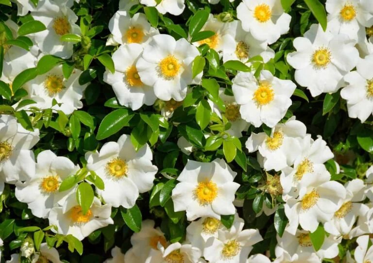 Guía completa: Cómo reproducir tus propias gardenias en casa