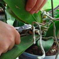 Guía completa: Cómo y cuándo podar una orquídea para que florezca exuberante