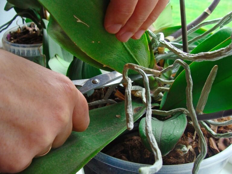 Guía completa: Cómo y cuándo podar una orquídea para que florezca exuberante