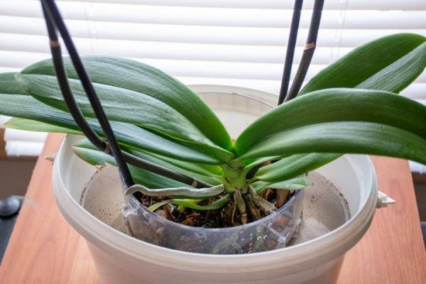 Guía completa: ¿Cuánto hay que regar una orquídea? Aprende todo lo necesario para cuidar tu planta de manera adecuada.