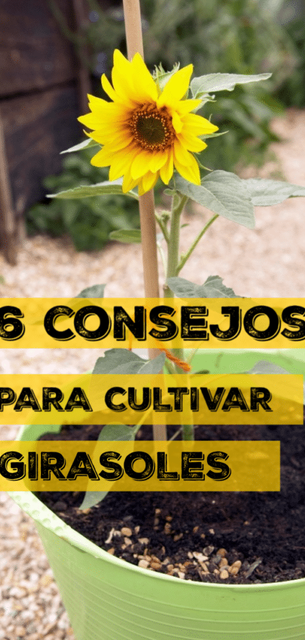 Guía completa para cultivar girasoles en tu jardín: consejos y trucos imprescindibles