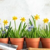Guía completa para el cuidado de bulbos de narcisos después de la floración
