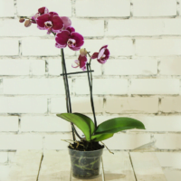 guia-completa-para-regar-adecuadamente-tus-orquideas-en-maceta-consejos-y-trucos-de-jardineria