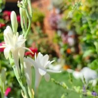 Guía completa para reproducir nardos en tu jardín de manera fácil y efectiva