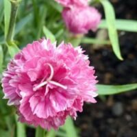 Guía completa sobre el cuidado de la planta de clavel: consejos prácticos para mantenerla saludable y hermosa