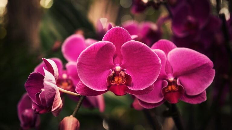 Guía de colores de orquídeas para elegir el regalo perfecto