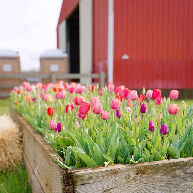 Guía para elegir el lugar ideal donde colocar tus tulipanes en el jardín