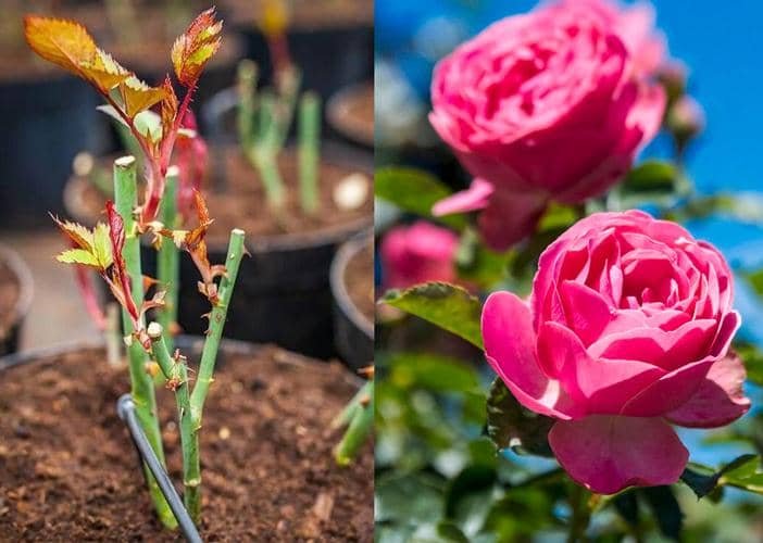 Guía paso a paso: Cómo propagar una planta de rosa a partir de un tallo