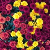 Guía práctica: Cómo abonar adecuadamente los crisantemos en tu jardín