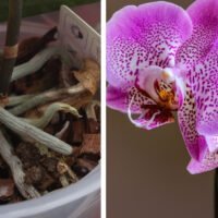 Guía práctica: Cómo lograr que una hoja de orquídea crezca y florezca con éxito