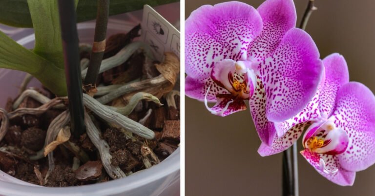 Guía práctica: Cómo lograr que una hoja de orquídea crezca y florezca con éxito