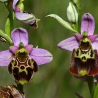 Guía práctica: Cómo reproducir tus orquídeas de forma sencilla y efectiva guia-practica-como-reproducir-tus-orquideas-de-forma-sencilla-y-efectiva