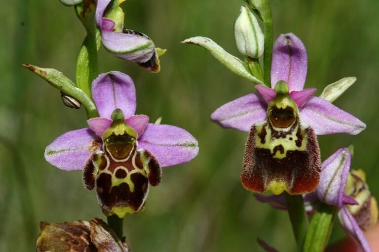 Guía práctica: Cómo reproducir tus orquídeas de forma sencilla y efectiva