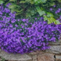 guia-practica-como-sembrar-y-cuidar-una-campanula-en-tu-jardin