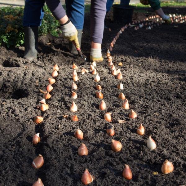 Guía práctica: ¿Cuándo es el momento ideal para sacar los bulbos de tulipanes de la tierra?