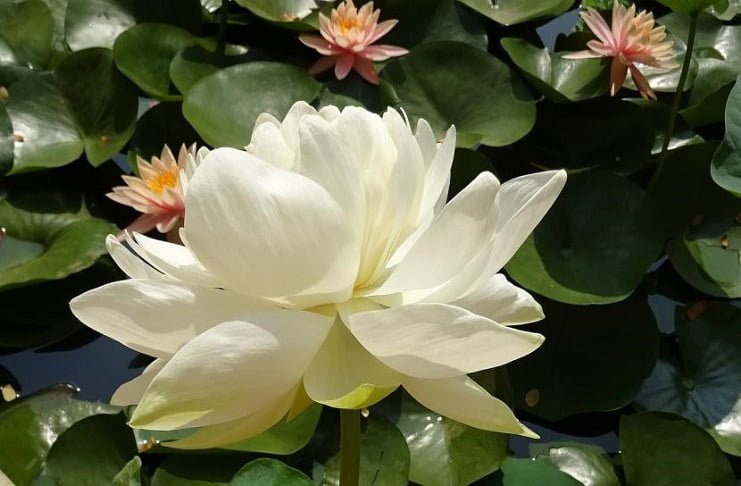 Historia y simbolismo de la enigmática flor de loto en la jardinería