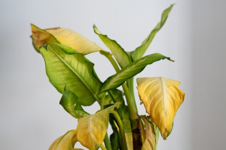 Qué es bueno para las plantas que se ponen amarillas