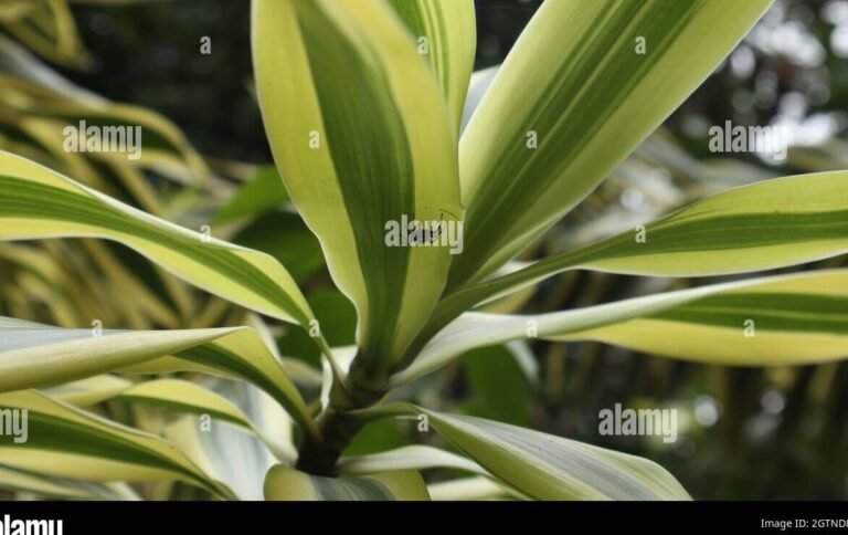Qué planta tiene hojas largas y delgadas: Descubre sus nombres
