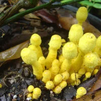 hongos-amarillos
