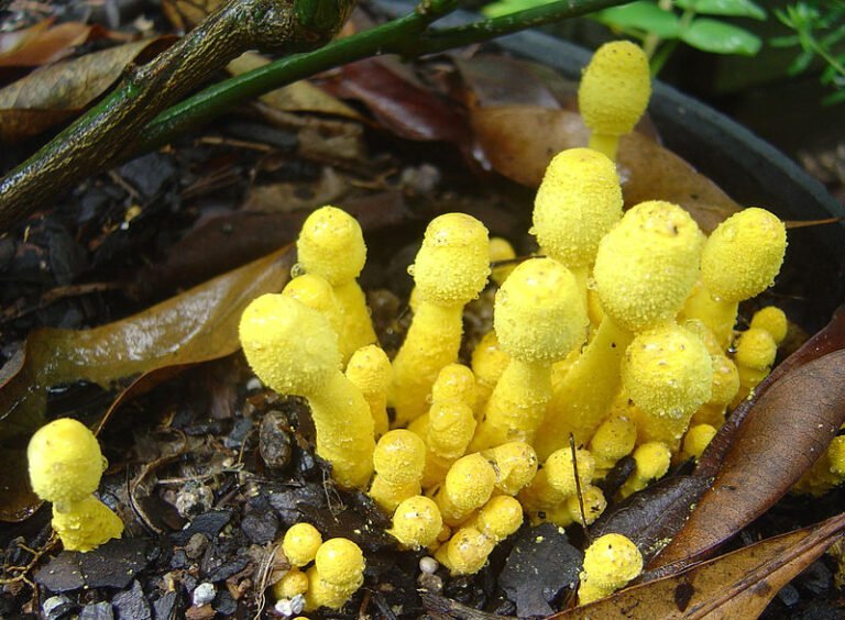 Qué significa hongos amarillos en tu jardín: Causas y soluciones